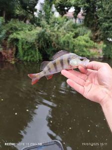 European Perch
