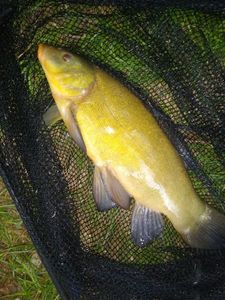 Tench