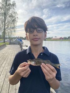 European Perch