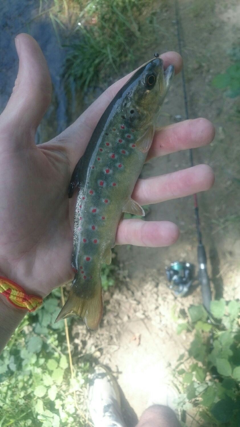 Brown Trout
