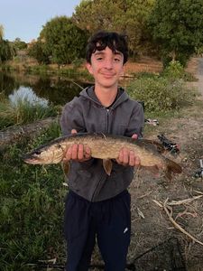 Northern Pike