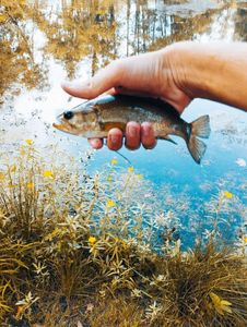 Largemouth Bass