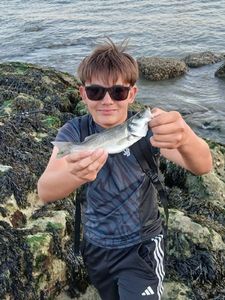 European Bass (Seabass)