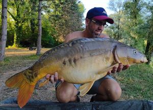 Mirror Carp