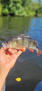 European Perch