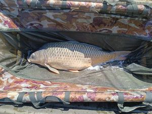Common Carp