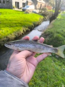 Brown Trout