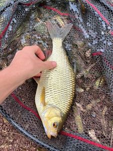 Prussian Carp