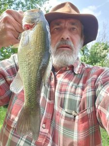 Largemouth Bass
