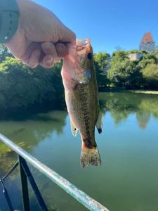Largemouth Bass, gefangen von Mattou FlyFishing