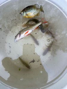 Green Sunfish