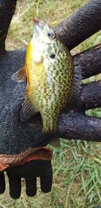 Pumpkinseed