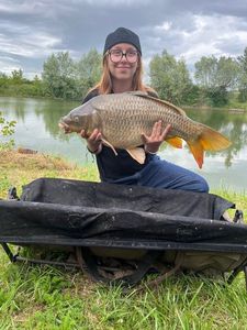 Common Carp