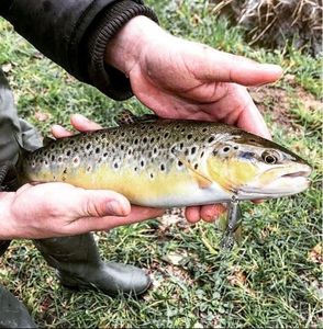 Brown Trout