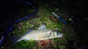 European Bass (Seabass)
