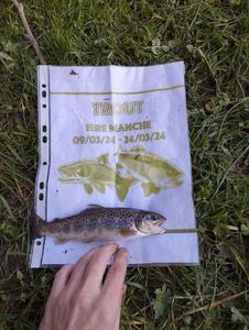 Brown Trout