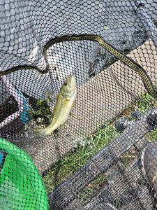 Largemouth Bass