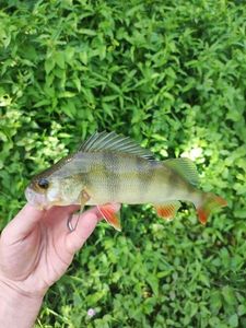European Perch