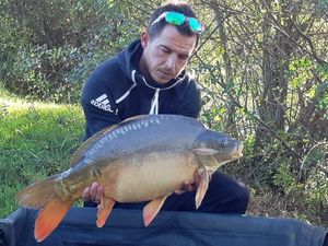 Mirror Carp