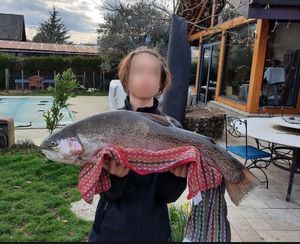 Rainbow Trout