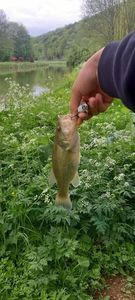 Smallmouth Bass