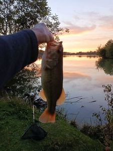 Largemouth Bass