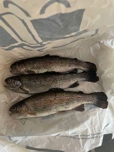 Rainbow Trout