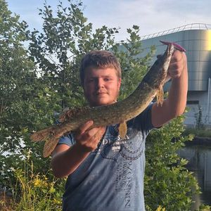 Northern Pike