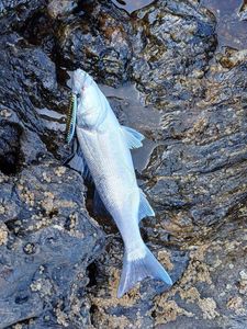 European Bass (Seabass)