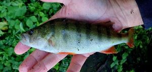 European Perch