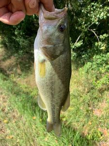 Largemouth Bass