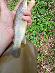 Brown Trout