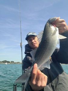 European Bass (Seabass)