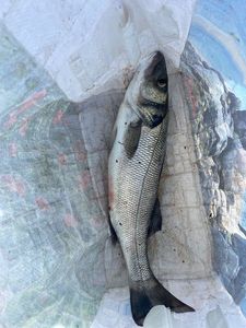 European Bass (Seabass)