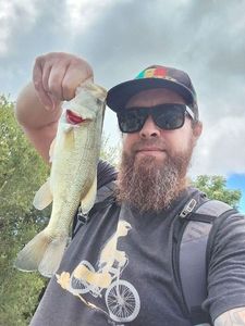 Largemouth Bass