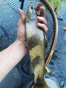 Brown Trout