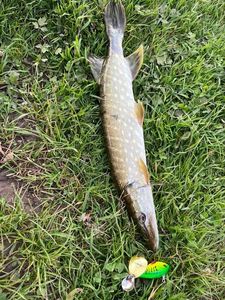 Northern Pike