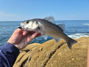 European Bass (Seabass)