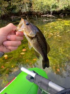 Largemouth Bass