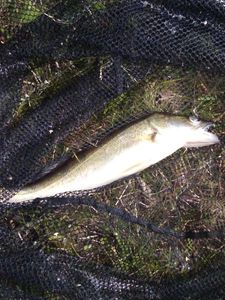Zander