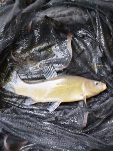 Tench