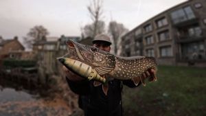 Northern Pike