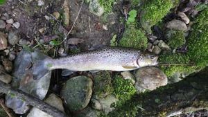 Brown Trout