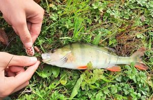 European Perch