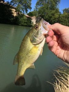 Largemouth Bass