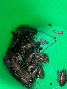 Noble Crayfish