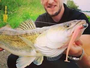 Zander
