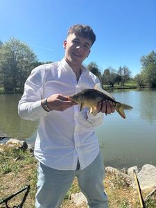 Mirror Carp