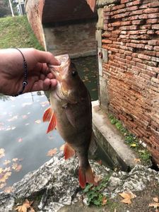 European Perch