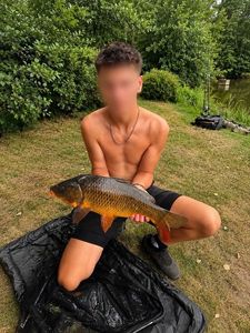 Common Carp